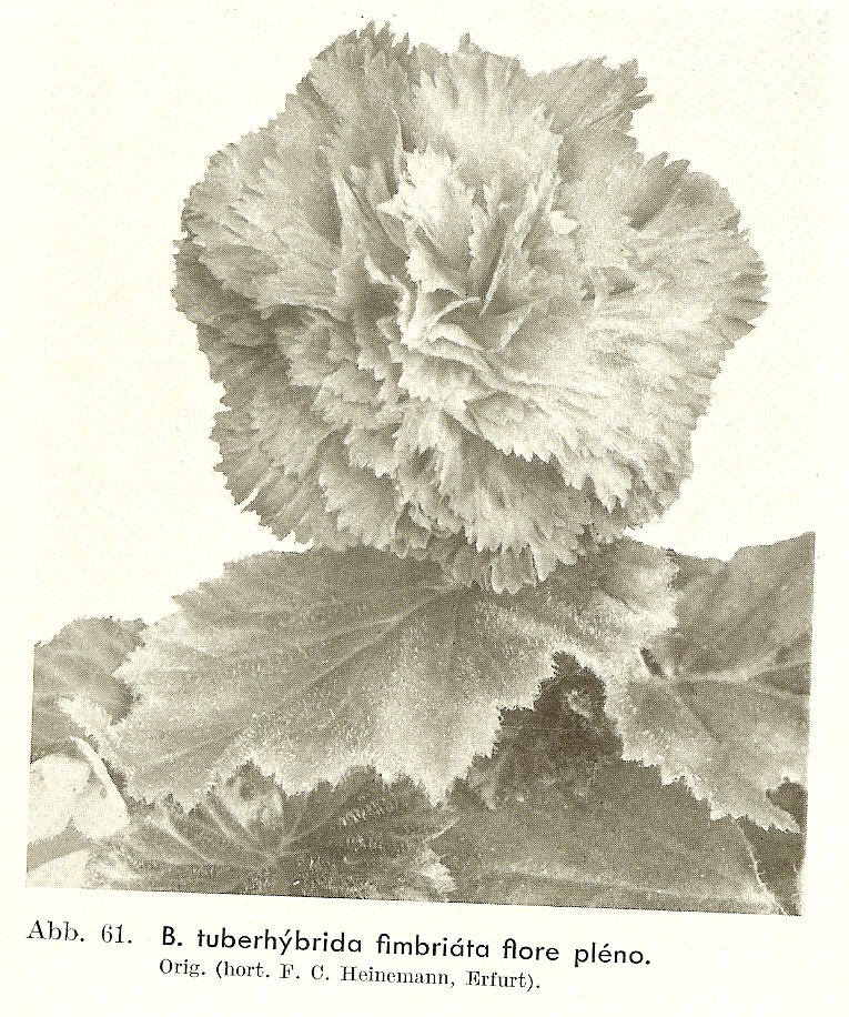 B. ‘Fimbriata Flora Plena’